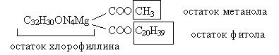 Типы хлорофиллов, их структурные отличия и спектры поглощения. - student2.ru