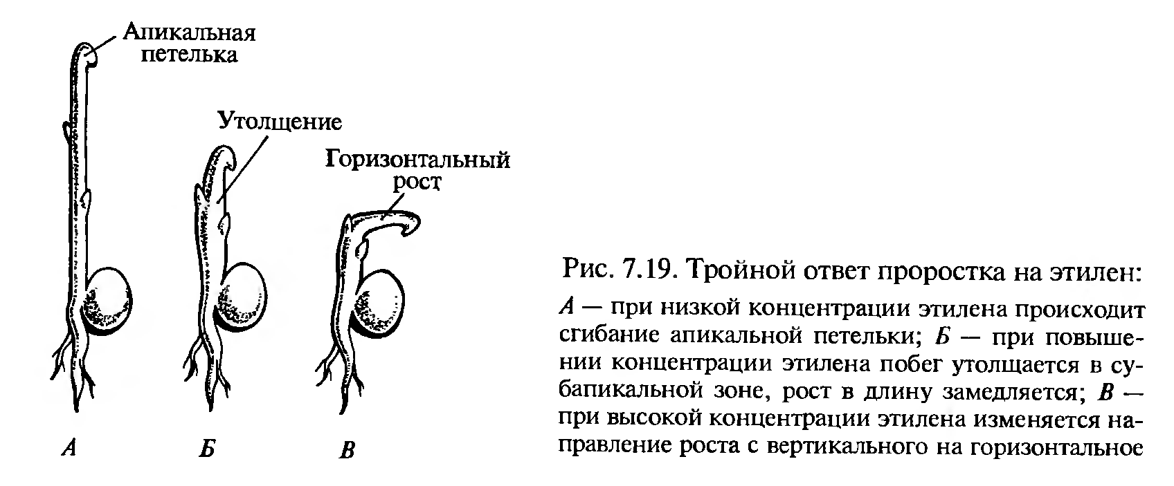 Типы покоя. Физиологическая роль покоя. Способы выведения из состояния покоя - student2.ru