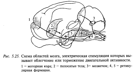 Тормозные влияния ретикулярной формации продолговатого мозга. - student2.ru