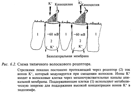 Тормозные влияния ретикулярной формации продолговатого мозга. - student2.ru