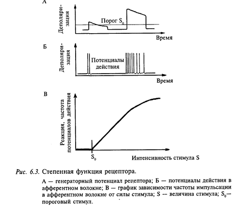 Тормозные влияния ретикулярной формации продолговатого мозга. - student2.ru