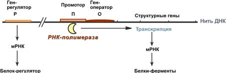 Транскрипция хорошо регулируется - student2.ru