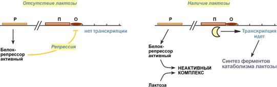 Транскрипция хорошо регулируется - student2.ru