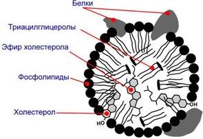 Транспорт липидов - отдельная задача - student2.ru