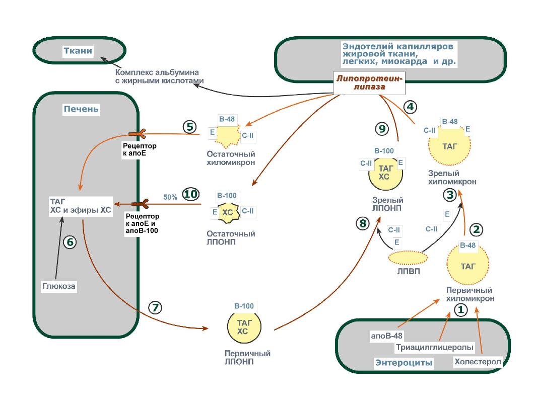 Транспорт липидов - отдельная задача - student2.ru