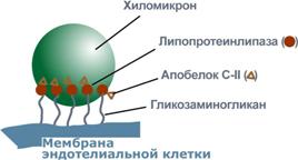 Транспорт липидов - отдельная задача - student2.ru