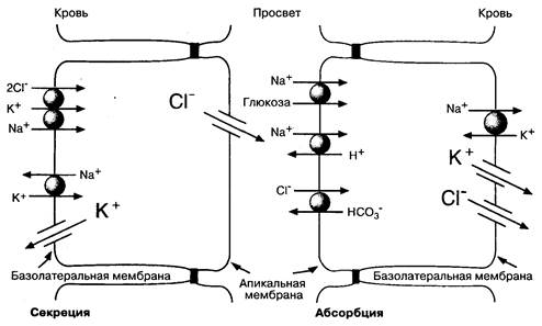 Транспорт солей определяет транспорт воды - student2.ru