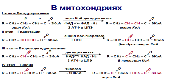 Транспортные формы липидов, строение, функции. Дислипопротеинемии - student2.ru