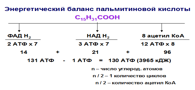 Транспортные формы липидов, строение, функции. Дислипопротеинемии - student2.ru