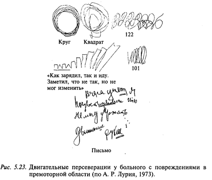 Участие в программировании движений премоторных полей коры - student2.ru