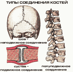 учение о соединении костей - student2.ru