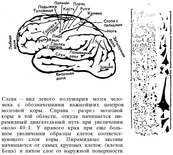 Уровень пространства (С). Его строение - student2.ru