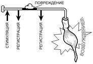 Усвоения ритма стимуляции возбудимыми структурами - student2.ru