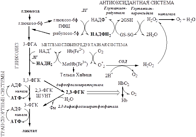 В. 2,3–дифосфоглицератный шунт - student2.ru