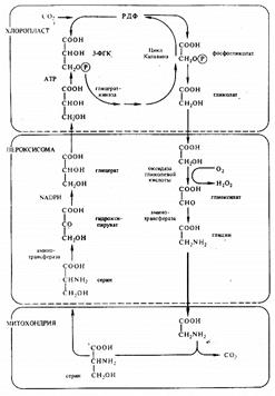 В чем выражаеться сходство и различия между фотосинтезом по типу толстянковых (САМ-метаболизм) и циклом Хетча-Слэка? - student2.ru