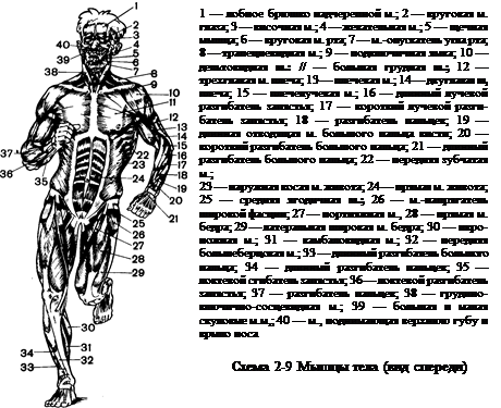 В. Микроанатомия мышечных клеток - student2.ru