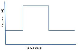 В результате через 30 мин темнового режима листочки либо были открытыми, либо закрывались, как показано на рисунке - student2.ru