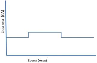 В результате через 30 мин темнового режима листочки либо были открытыми, либо закрывались, как показано на рисунке - student2.ru