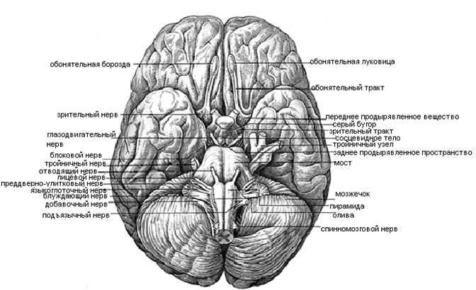 В шейном, поясничном и крестцовом отделах спинного мозга серое вещество на поперечном разрезе имеет характерную форму. Назовите ее - student2.ru