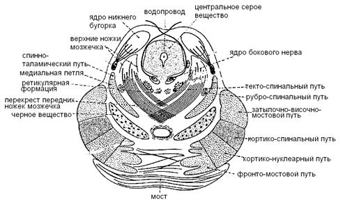 В шейном, поясничном и крестцовом отделах спинного мозга серое вещество на поперечном разрезе имеет характерную форму. Назовите ее - student2.ru