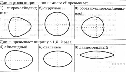 В. Тип листа по соотношению длины, ширины и по расположению наиболее широкой части. - student2.ru