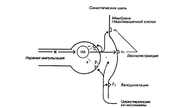 Вещества, действующие в области синапсов - student2.ru