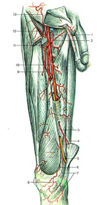 Ветви внутренней и наружной подвздошной артерий - student2.ru