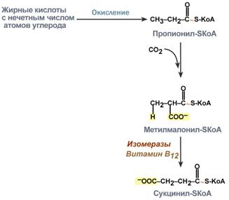 Витамин В12 (кобаламин, антианемический) - student2.ru