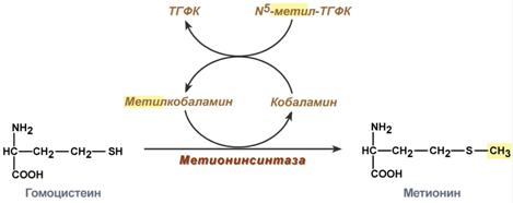 Витамин В12 (кобаламин, антианемический) - student2.ru