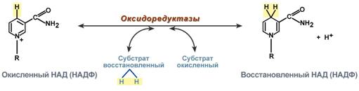 Витамин В3 (PP, ниацин, антипеллагрический) - student2.ru