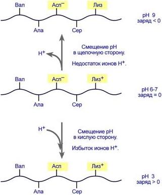 Влияние рН на заряд белка - student2.ru