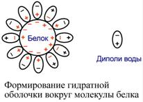 Влияние рН на заряд белка - student2.ru