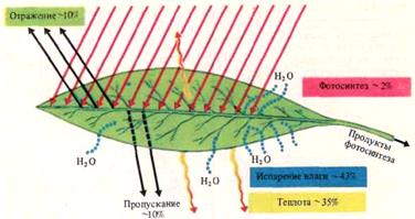Влияние внешних и внутренних факторов на интенсивность процесса фотосинтеза - student2.ru