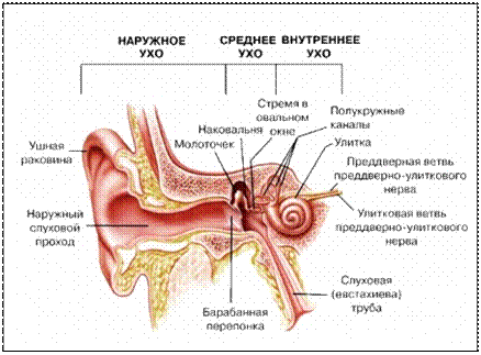 Внутреннее ухо. Строение улитки. Микроструктура Кортиева органа. Проведение звуковых колебаний в улитке - student2.ru