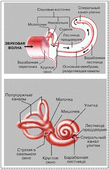 Внутреннее ухо. Строение улитки. Микроструктура Кортиева органа. Проведение звуковых колебаний в улитке - student2.ru