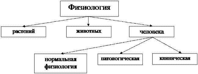 Вопрос № 2. Значение физиологии и анатомии в системе медицинских знаний - student2.ru