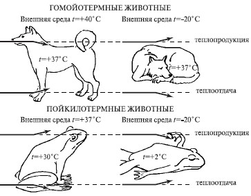 Воздействие на организмы некоторых экологических факторов - student2.ru