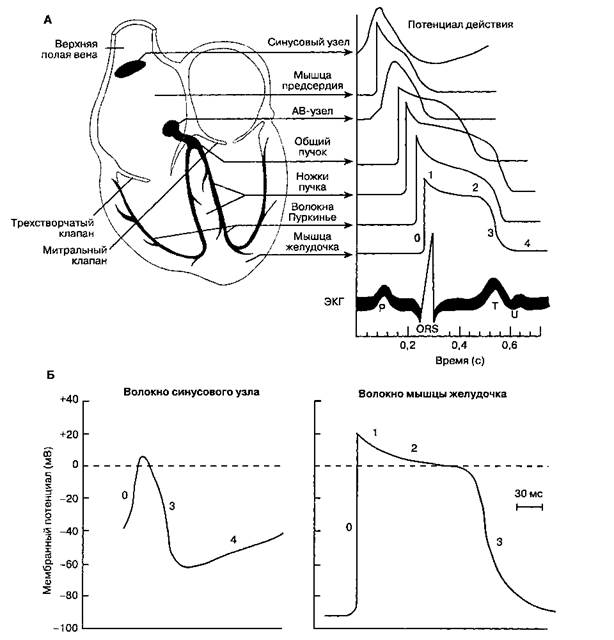 Возникновение и распространение сердечного импульса - student2.ru