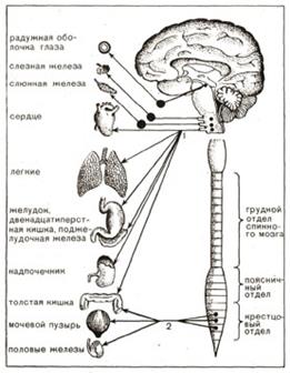 Возрастные особенности кожи - student2.ru