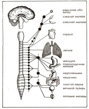 Возрастные особенности кожи - student2.ru