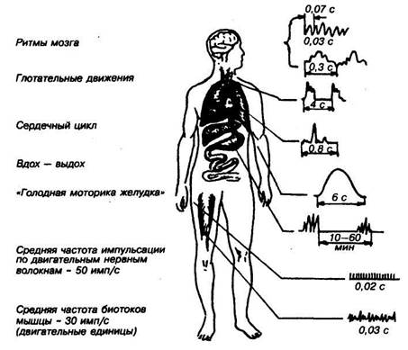 временные параметры организма и его систем - student2.ru