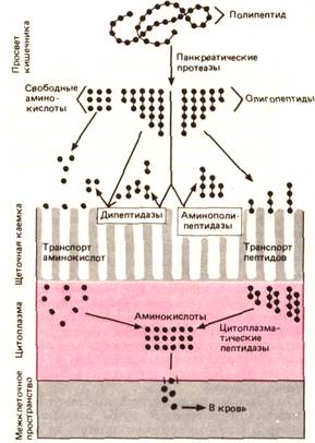 Всасывание белков, пептидов и аминокислот - student2.ru