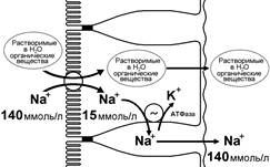 Всасывание электролитов - student2.ru