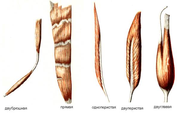 Вспомогательный аппарат мышц - student2.ru