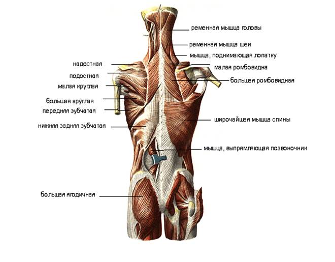 Мышцы спины и ребра. Мышцы спины глубокие и поверхностные анатомия. Иннервация мышц спины таблица. Мышцы спины послойное расположение функции. Иннервация поверхностных мышц спины.