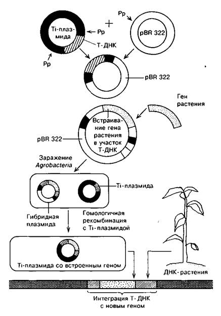 Введение ДНК в растения с помощью Ti- и Ri-плазмид - student2.ru