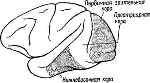 выработка дифференцировок и узнавание - student2.ru