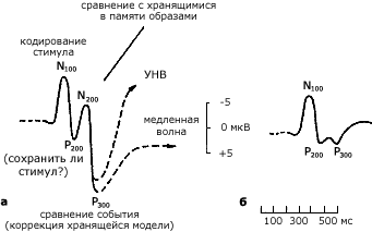 Вызванные потенциалы головного мозга - student2.ru