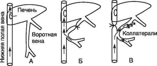 Экспериментальное моделирование патологии печени - student2.ru