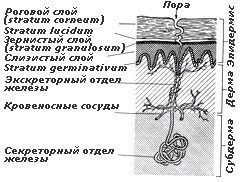 Электрическая активность кожи - student2.ru